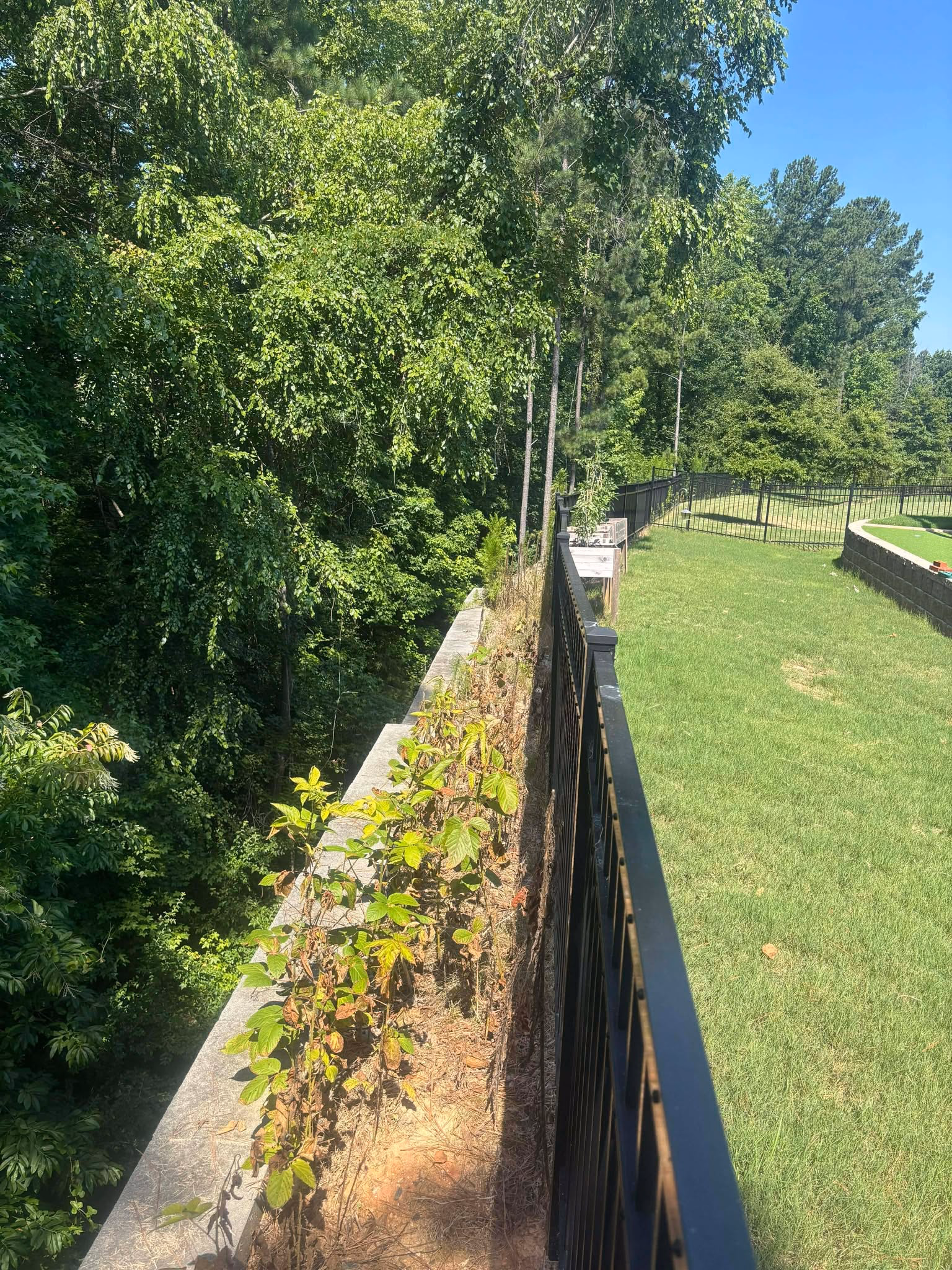 Retaining wall with weeds and overgrowth spilling over the top beside a black metal fence.